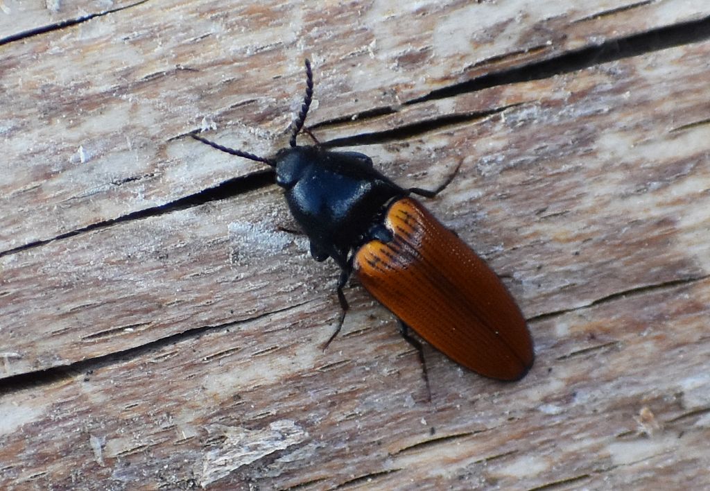Elateridae: quale Ampedus? A. nigroflavus